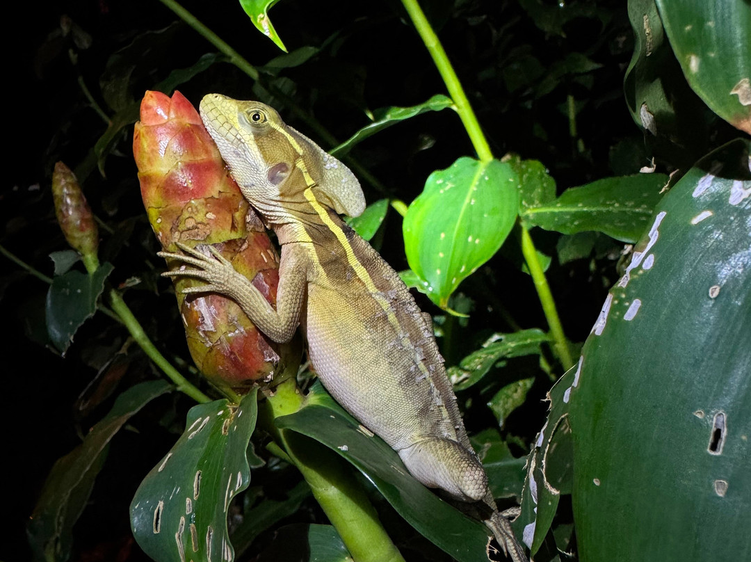 Tuanis Tour Tortuguero-托图杰多必去景点