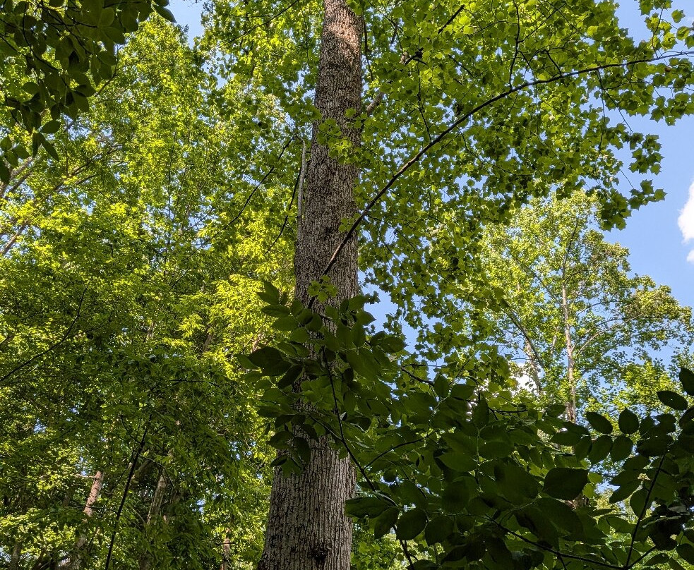 Hemlock Bluffs Nature Preserve-卡瑞必去景点