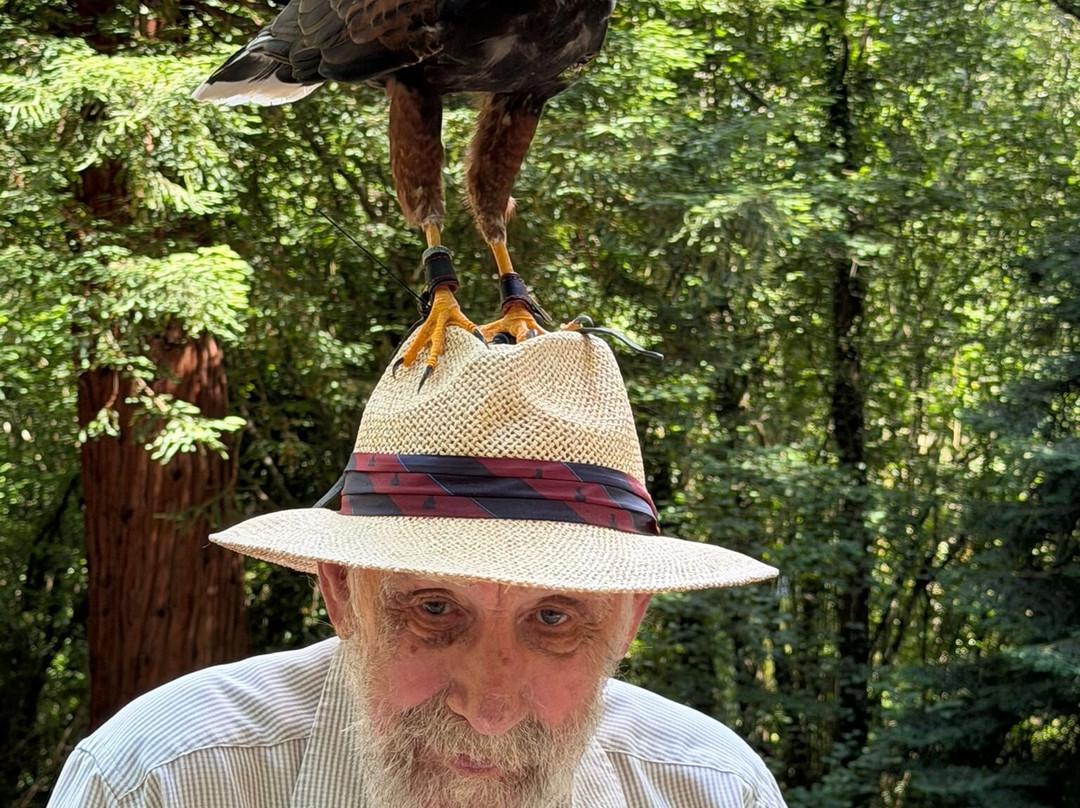 The Falconry Experience-纽波特必去景点