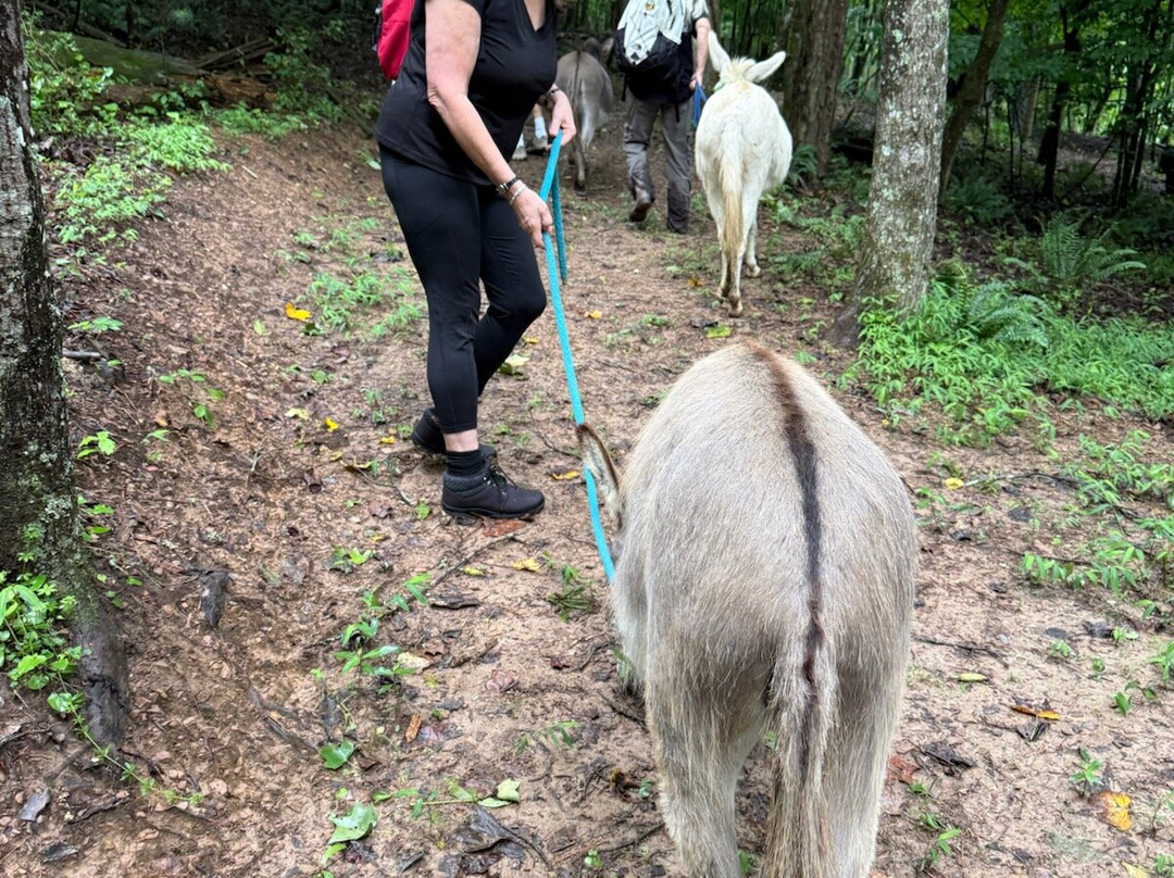 Happy Hooves Treks-Mineral Bluff必去景点
