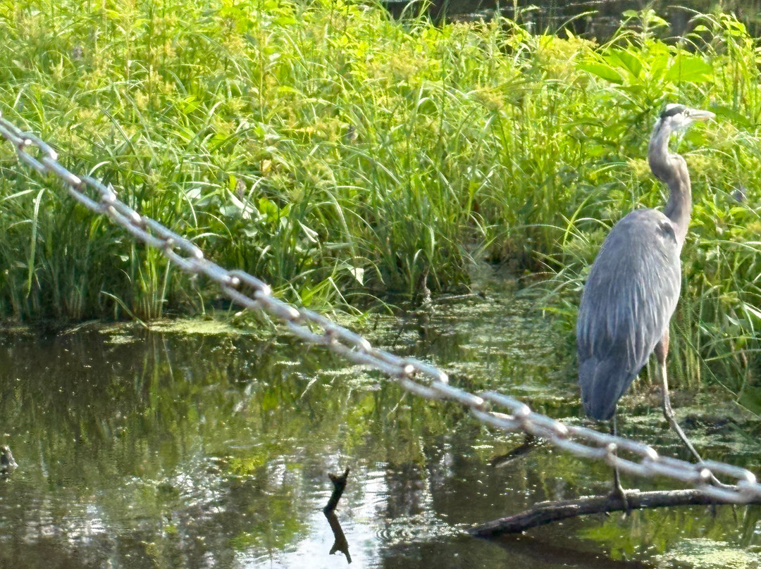 Tom and Jerry's Airboat Tours-Lake Panasoffkee必去景点