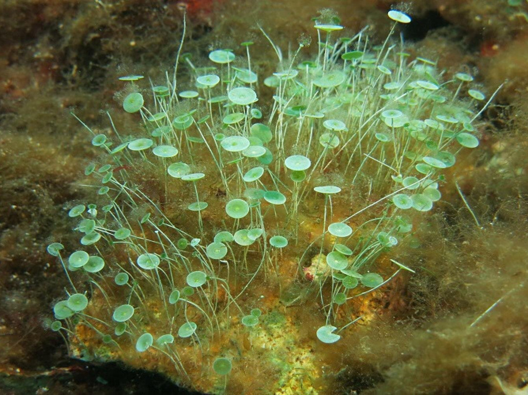 Leucate Plongee-Port Leucate必去景点