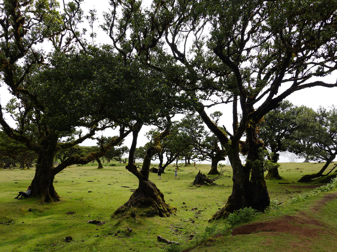 Posto Florestal Fanal-莫尼什港必去景点