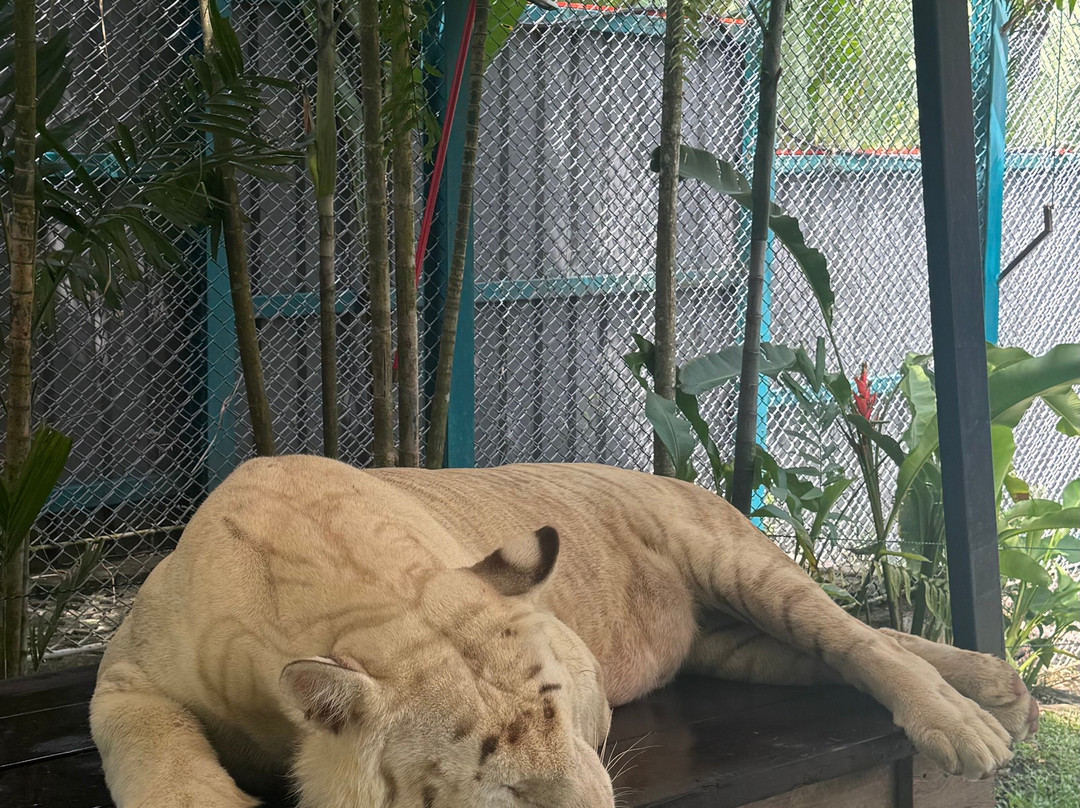 Tiger PARK Phuket-查龙必去景点