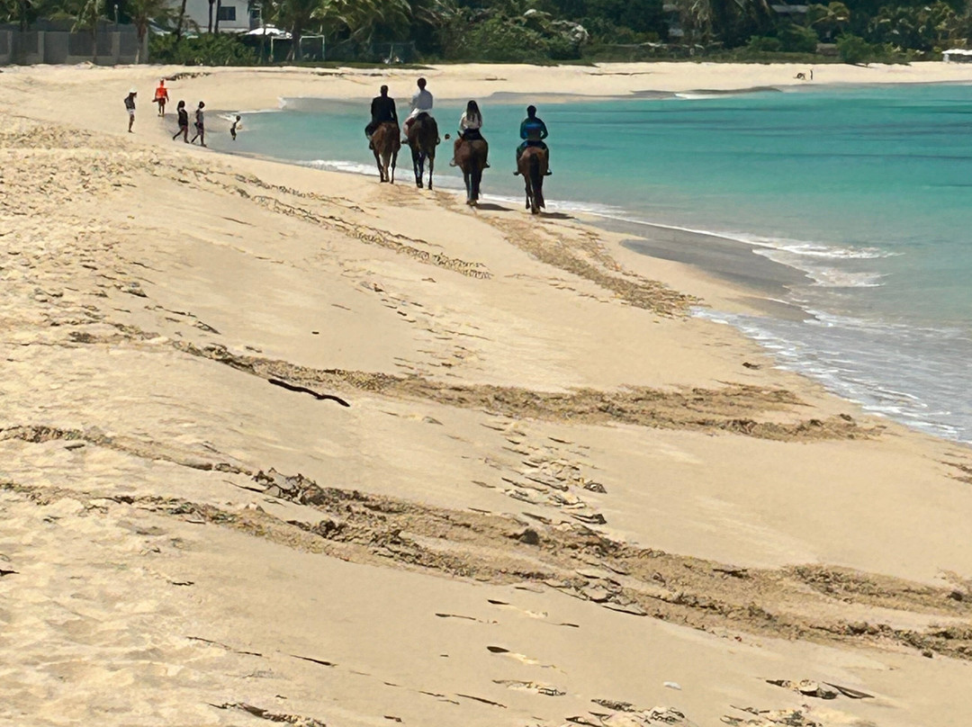 Sandy Turf Stables Barbados-Frere Pilgrim必去景点