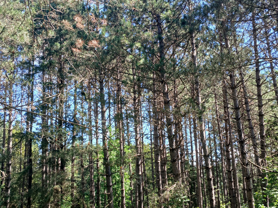 Moose Lake State Park-Moose Lake必去景点