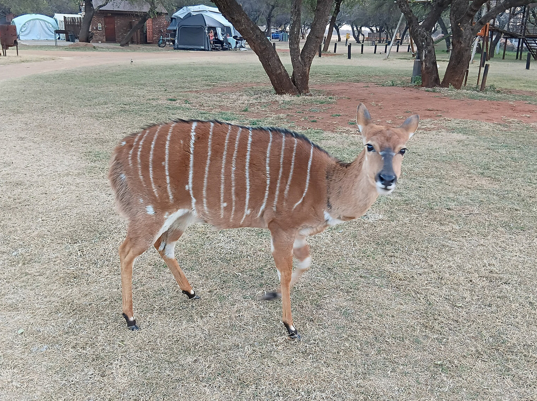 Sondela Nature Reserve Accommodation主图
