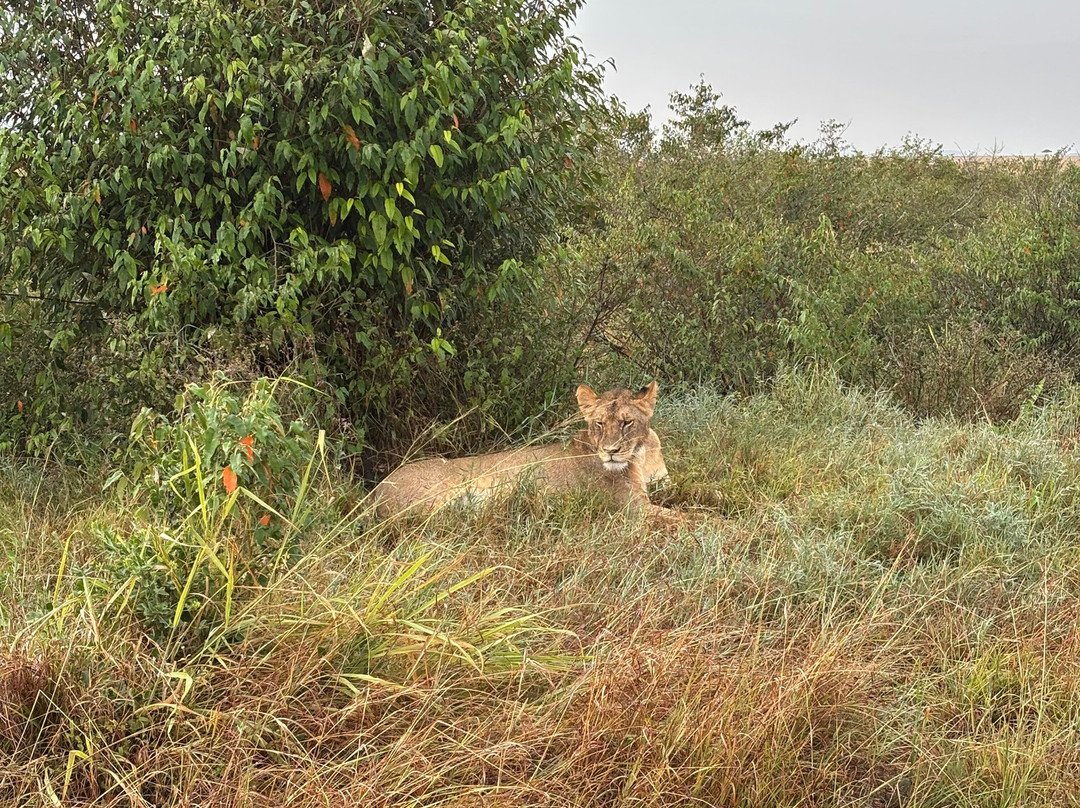 Oseki Maasai Mara Camp-Sekenani必去景点