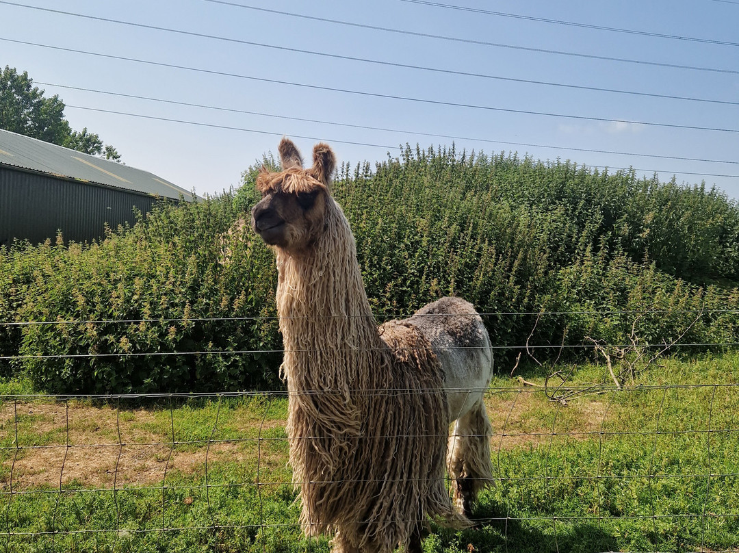 Balnuith Alpacas-敦提必去景点
