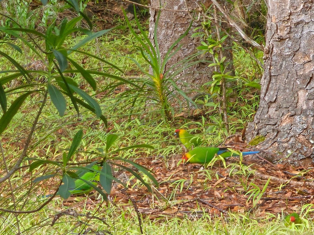 Caledonia Birds-Ouvea必去景点