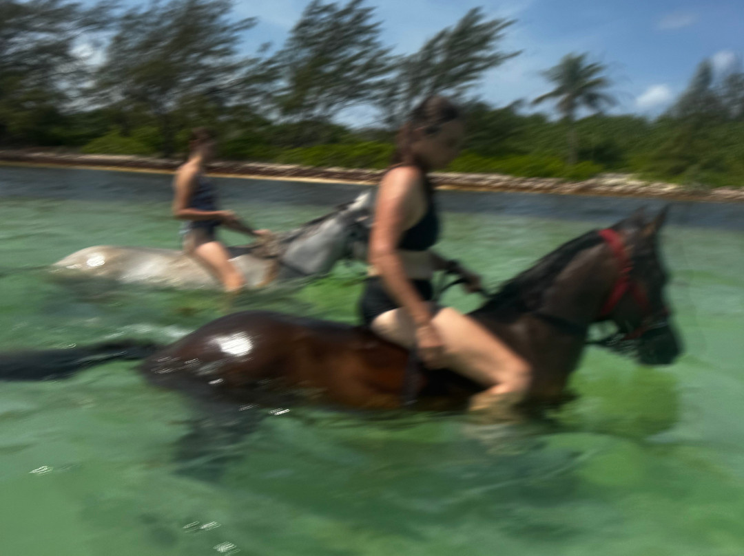 Pampered Ponies, Limited-西湾必去景点