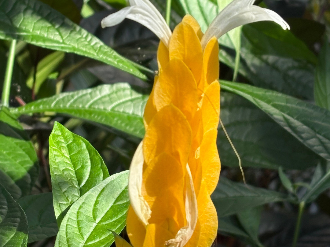 Winter Garden Auckland Domain-奥克兰中心地区必去景点
