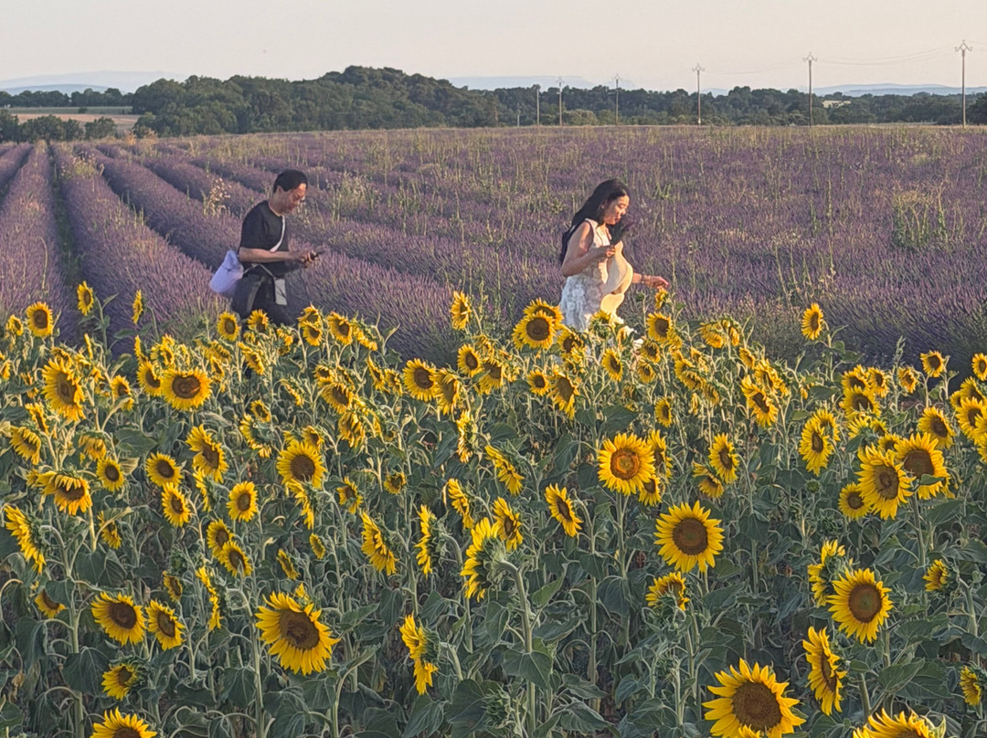 Madame Voyage En Provence-Rognes必去景点