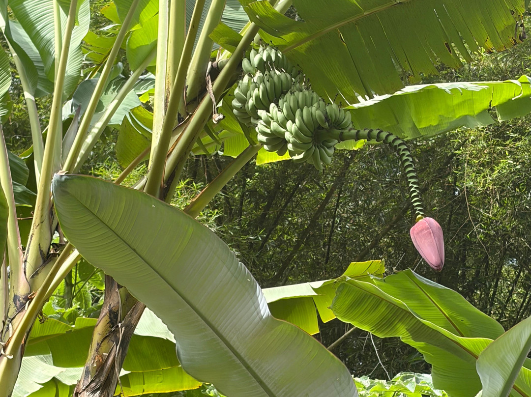 Banana Museum (Le Musee de la Banane)-马提尼克必去景点