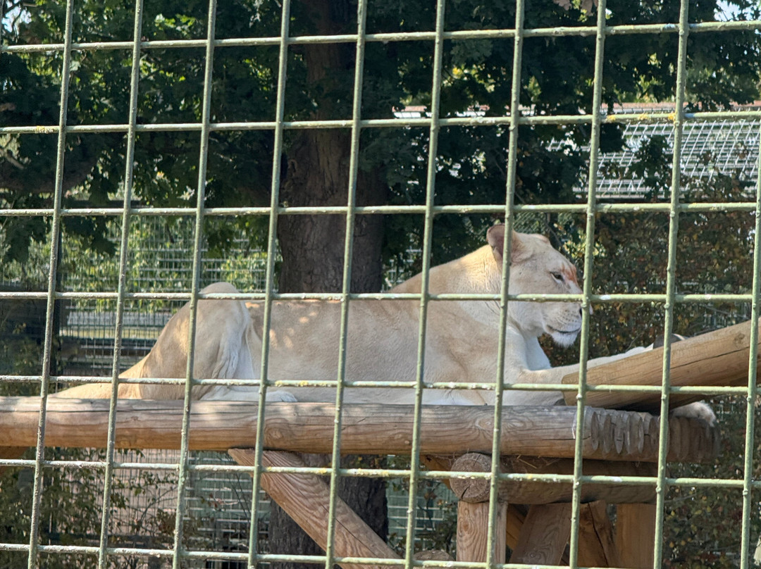 The Big Cat Sanctuary-Smarden必去景点