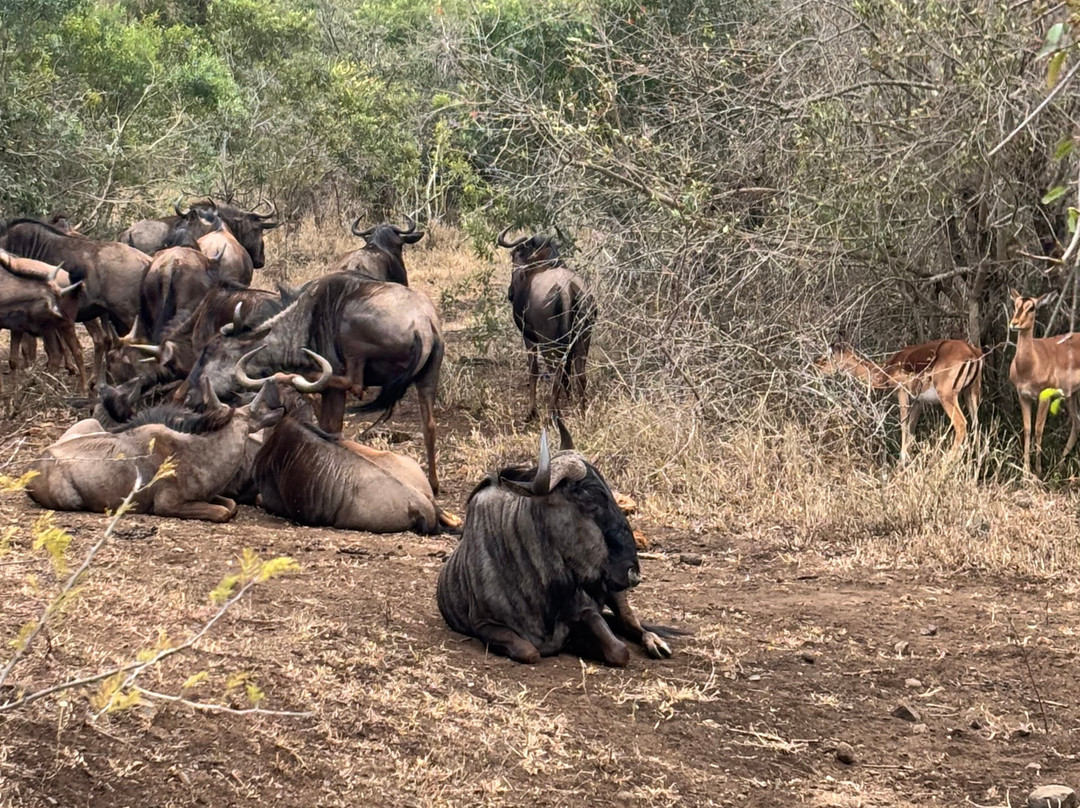 Hluhluwe - iMfolozi Park Wilderness Area-Hluhluwe Game Reserve必去景点