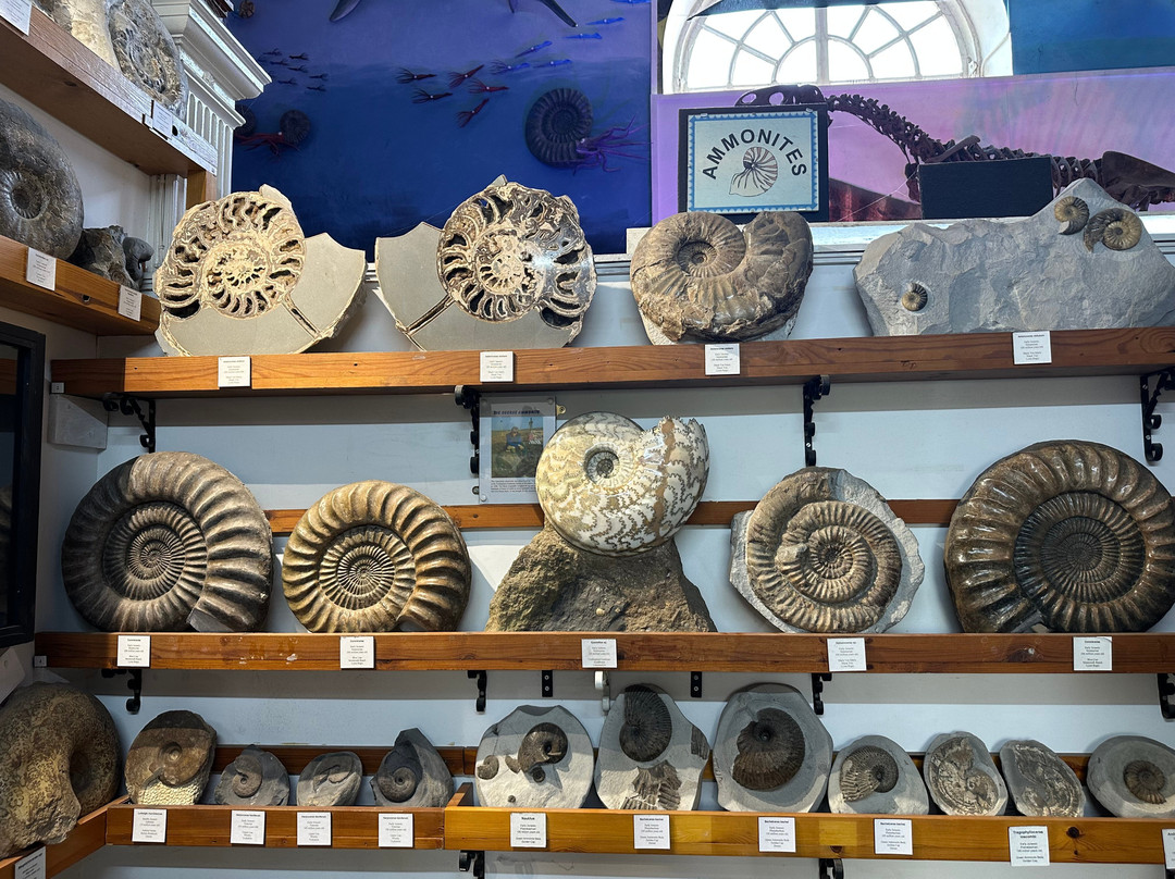 Dinosaurland Fossil Museum-莱姆里杰斯必去景点