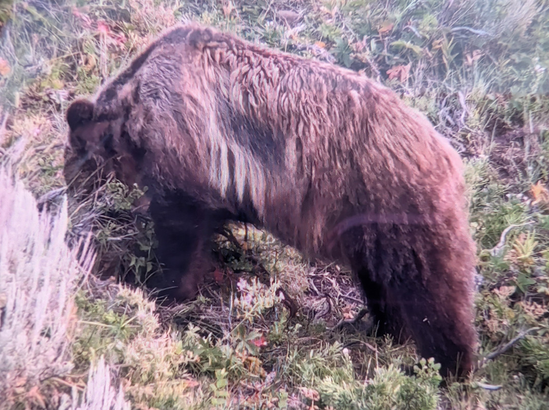 Yellowstone Wolf Tracker-加德纳必去景点