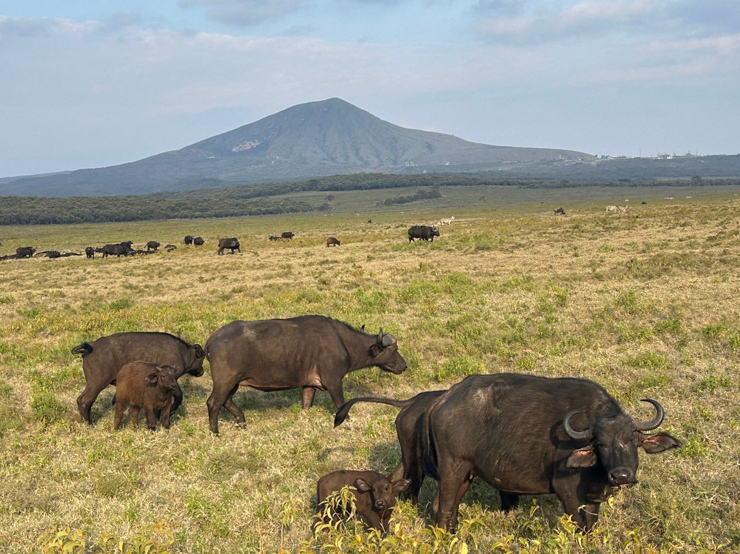 Oserengoni Wildlife Sanctuary-奈瓦夏必去景点