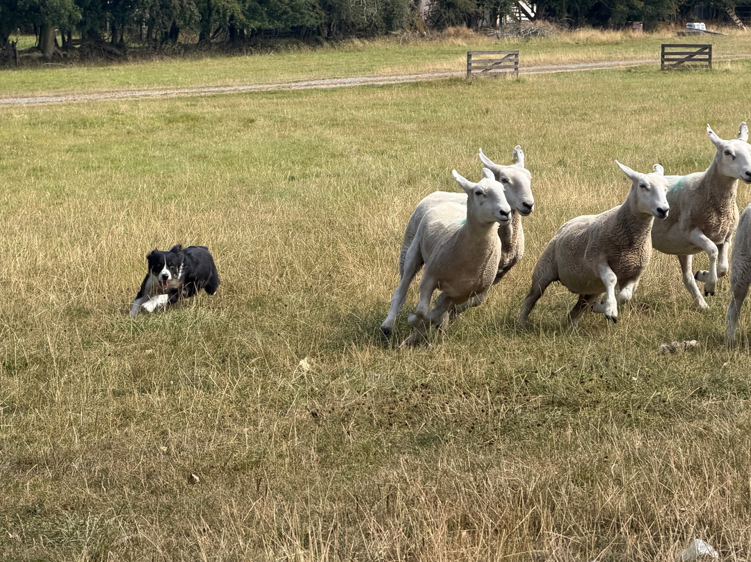 Irish Working Sheepdogs-基尔代尔郡必去景点