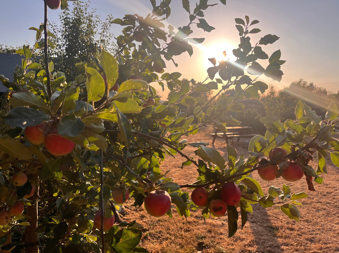 Tapnell Farm Park-雅茅斯必去景点
