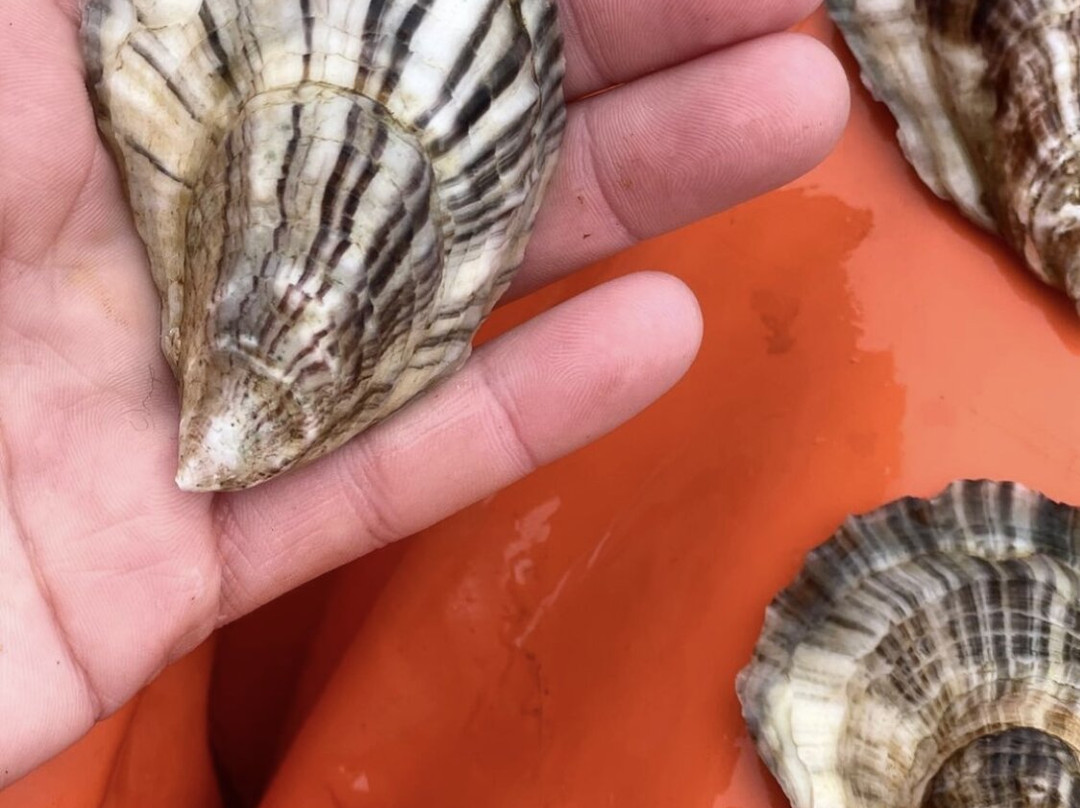 Islesboro Oyster Co.-Islesboro必去景点