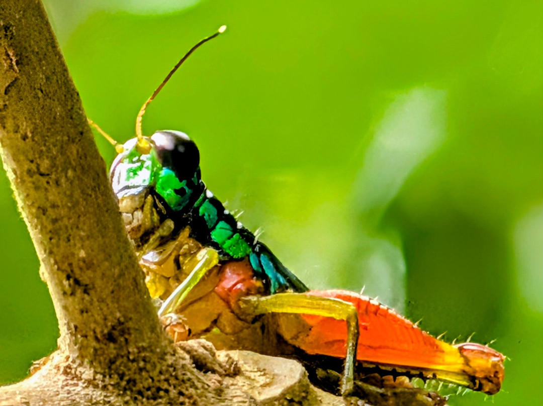 Manuel Antonio National Park-哥斯达黎加安东尼奥国家公园必去景点