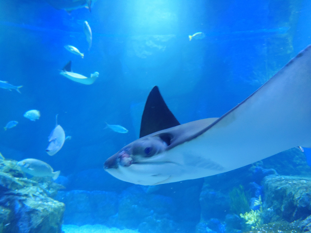 Marassi Aquarium & Underwater Zoo-Diyar Al Muharraq必去景点