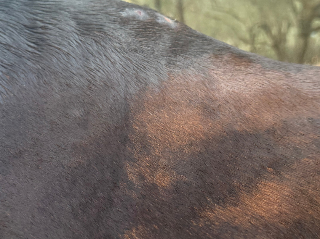 Parashis Zakynthian Horse Stud - Yannis horses-Alykanas必去景点