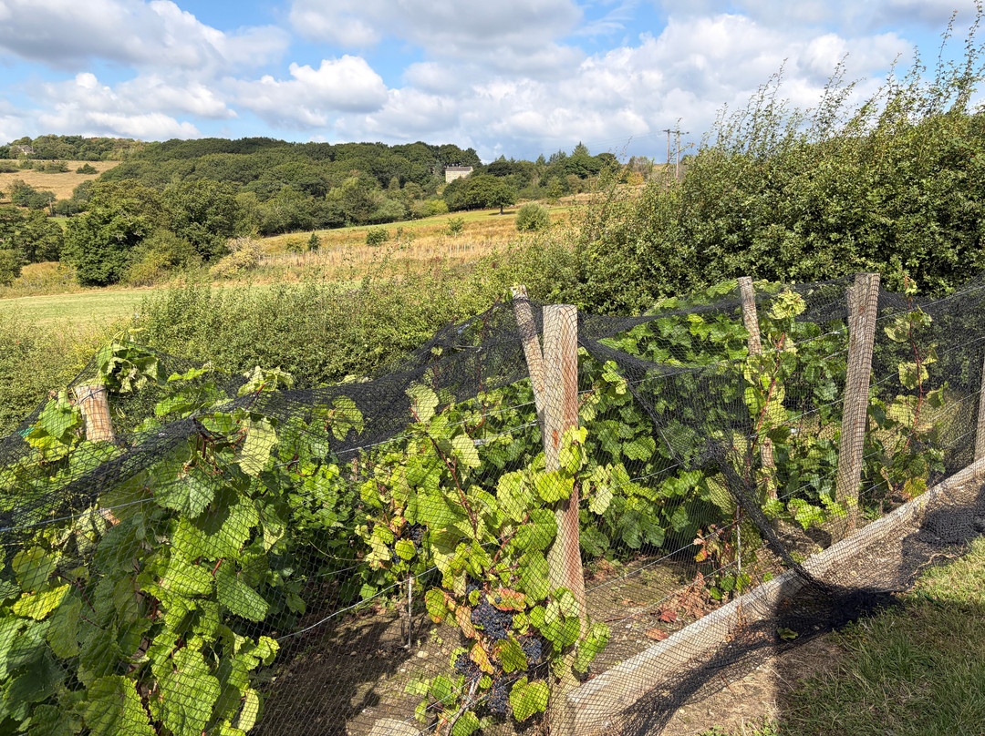 Helme Edge Vineyard