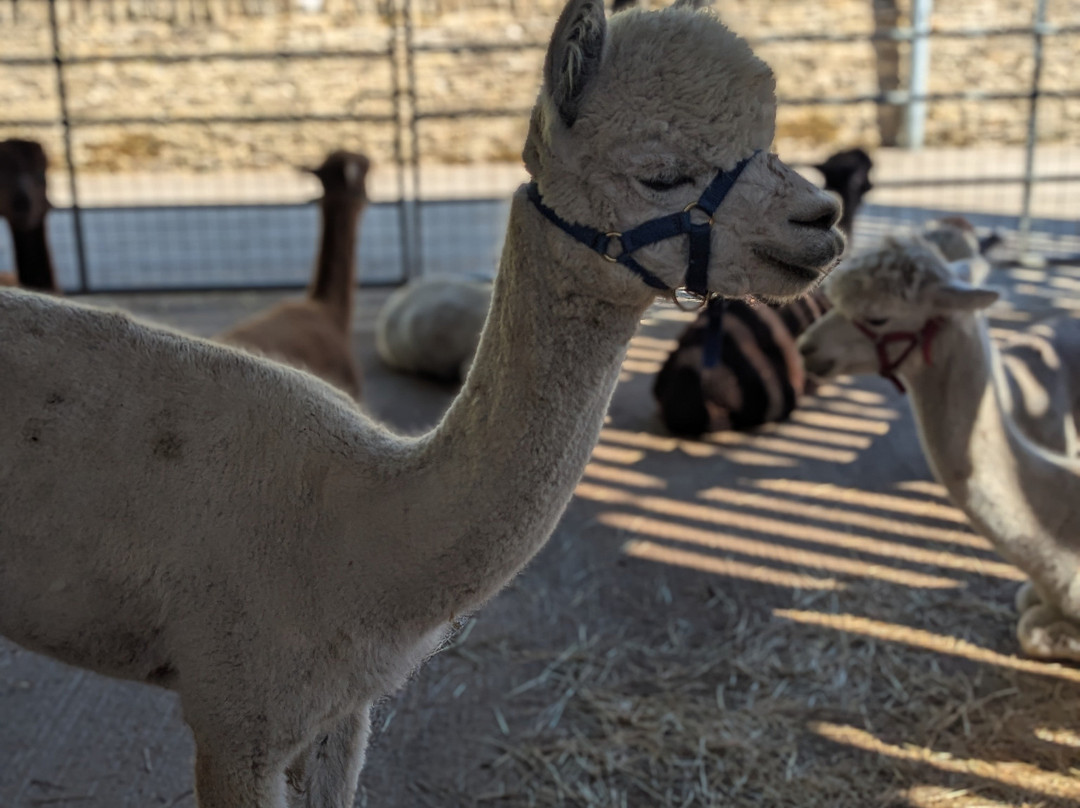 Cotswold Alpacas-切尔滕纳姆必去景点