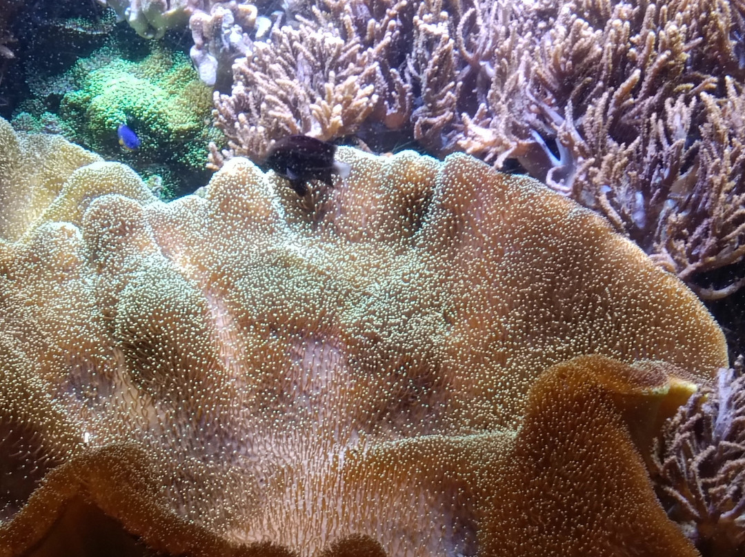 热那亚水族馆-热那亚必去景点