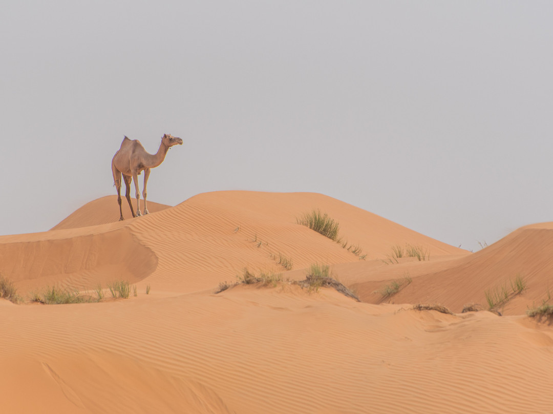 Sunshine Tours Oman-马斯喀特必去景点