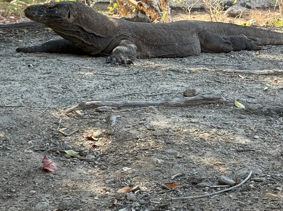 Komodo Island-科莫多国家公园必去景点