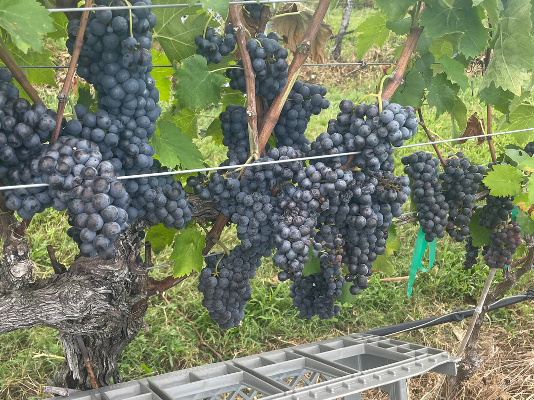 Raffaldini Vineyards & Winery-Ronda必去景点