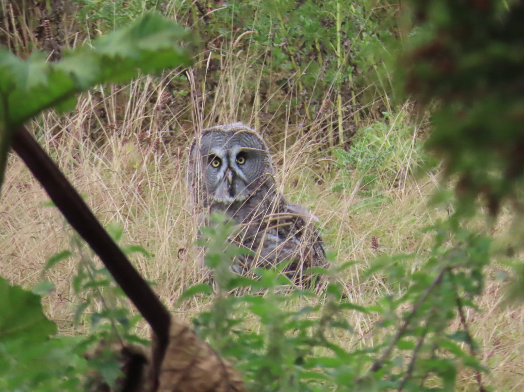 The British Bird of Prey Centre-喀麦登必去景点