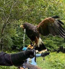 Monadnock Falconry