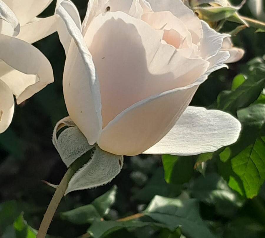 Jardin de Balata-法兰西堡必去景点