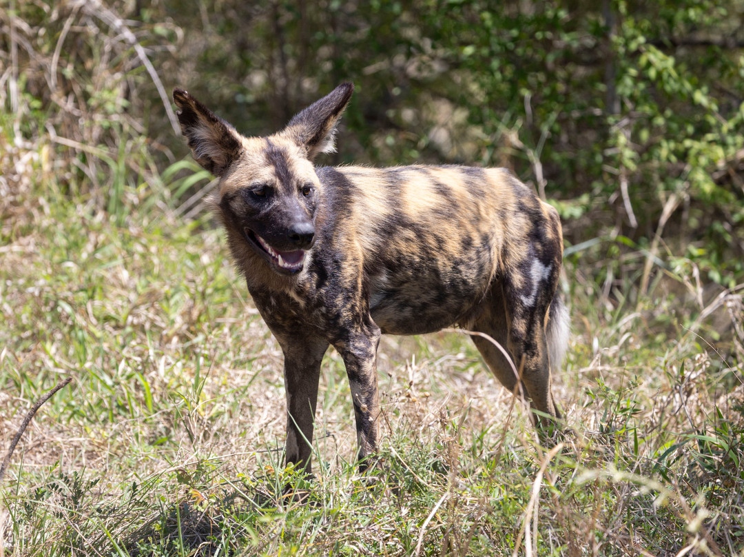 Moriti Private Safaris-克鲁格国家公园必去景点