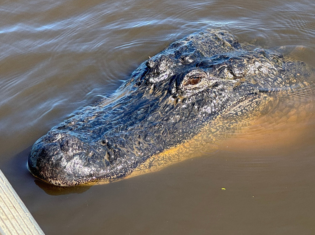 Ragin Cajun Airboat Tours-新奥尔良必去景点