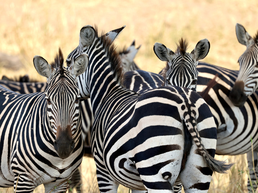 Tanzania Roadside Expeditions-阿鲁沙必去景点