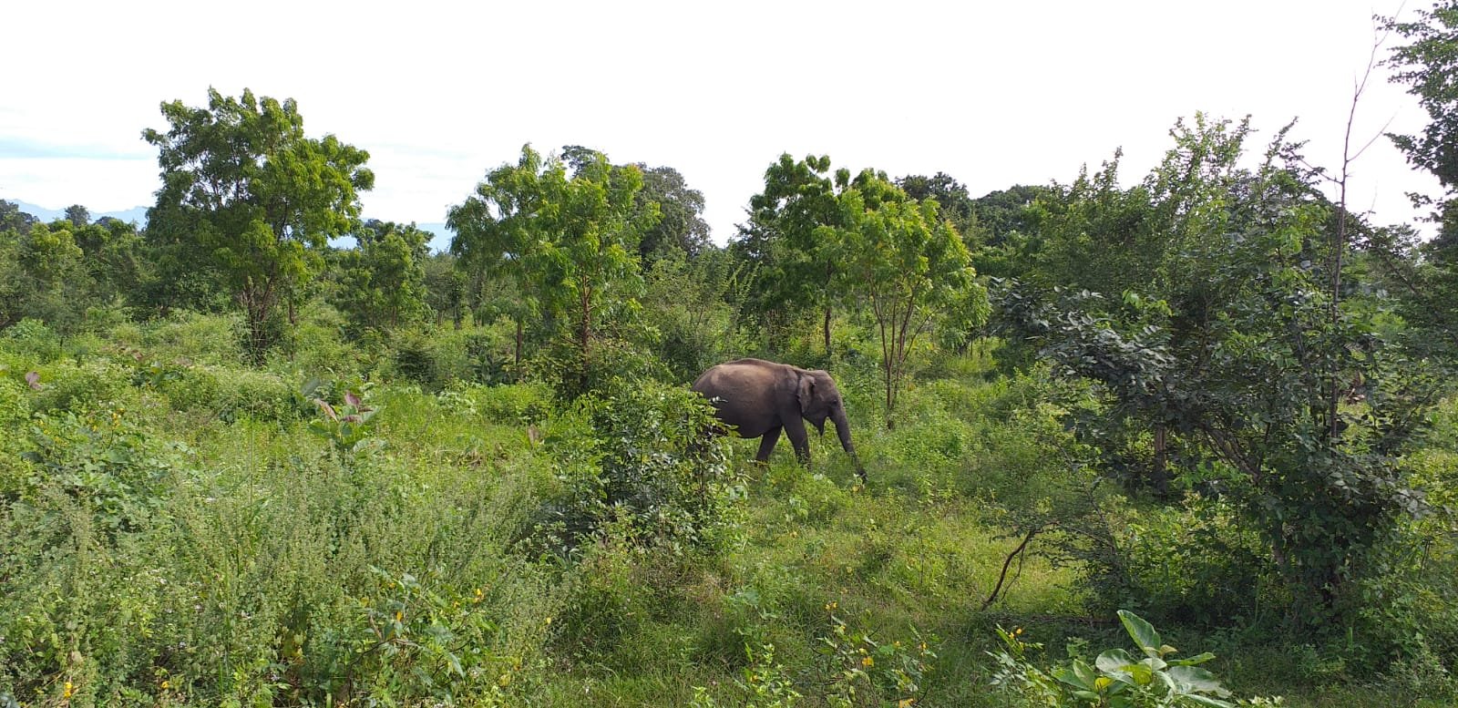 Wild Heaven Udawalawe-官方