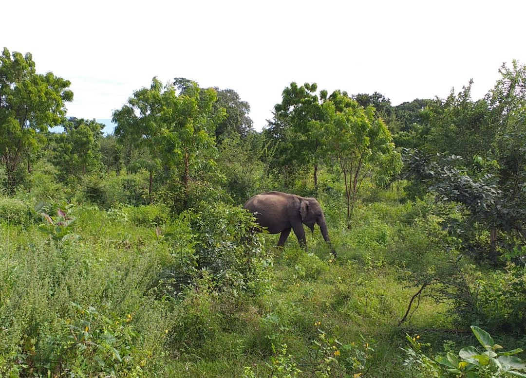 Wild Heaven Udawalawe主图