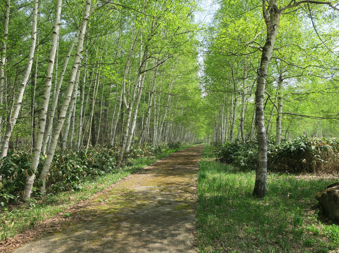 Shirakaba Road