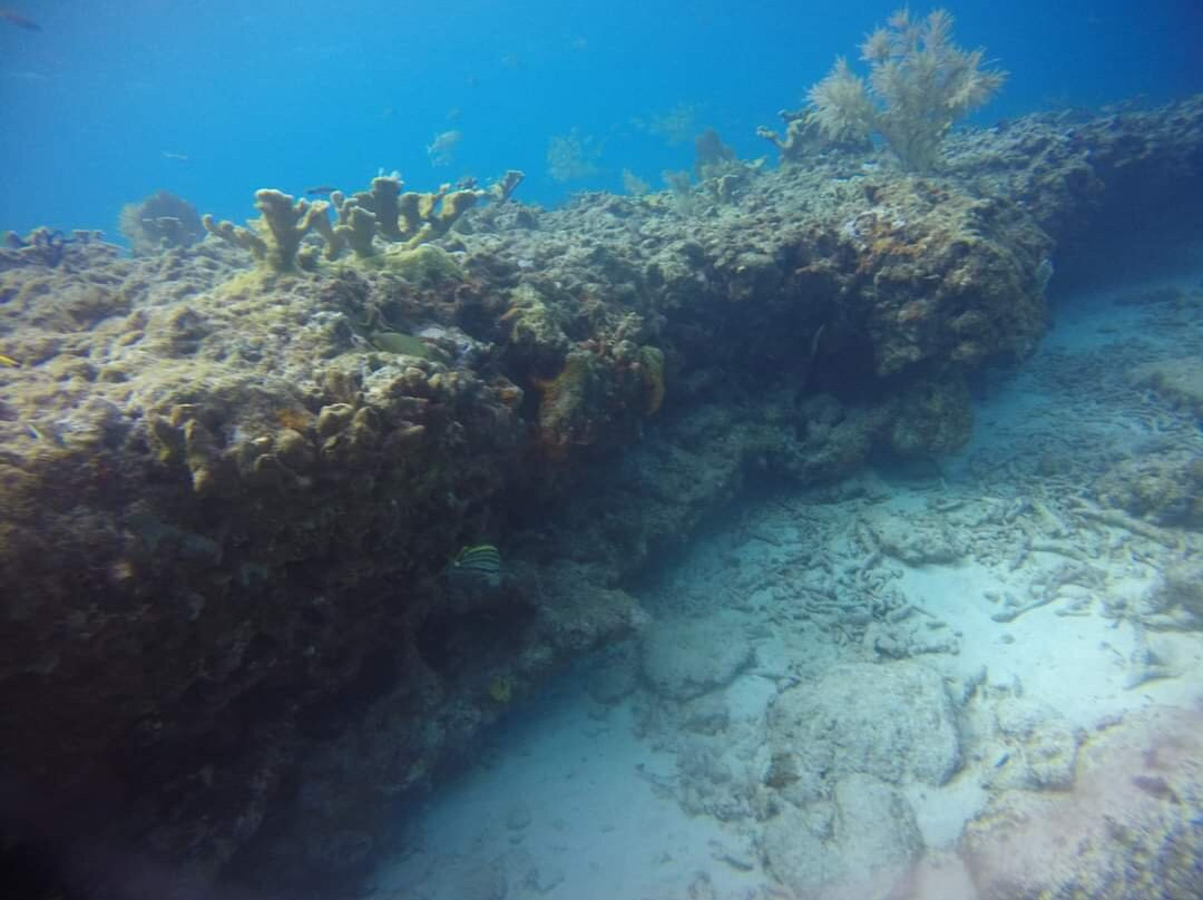 Sea Dwellers Dive Center of Key Largo景点图片