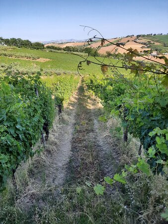 Azienda Agricola Mario Lucchetti-Morro d'Alba必去景点