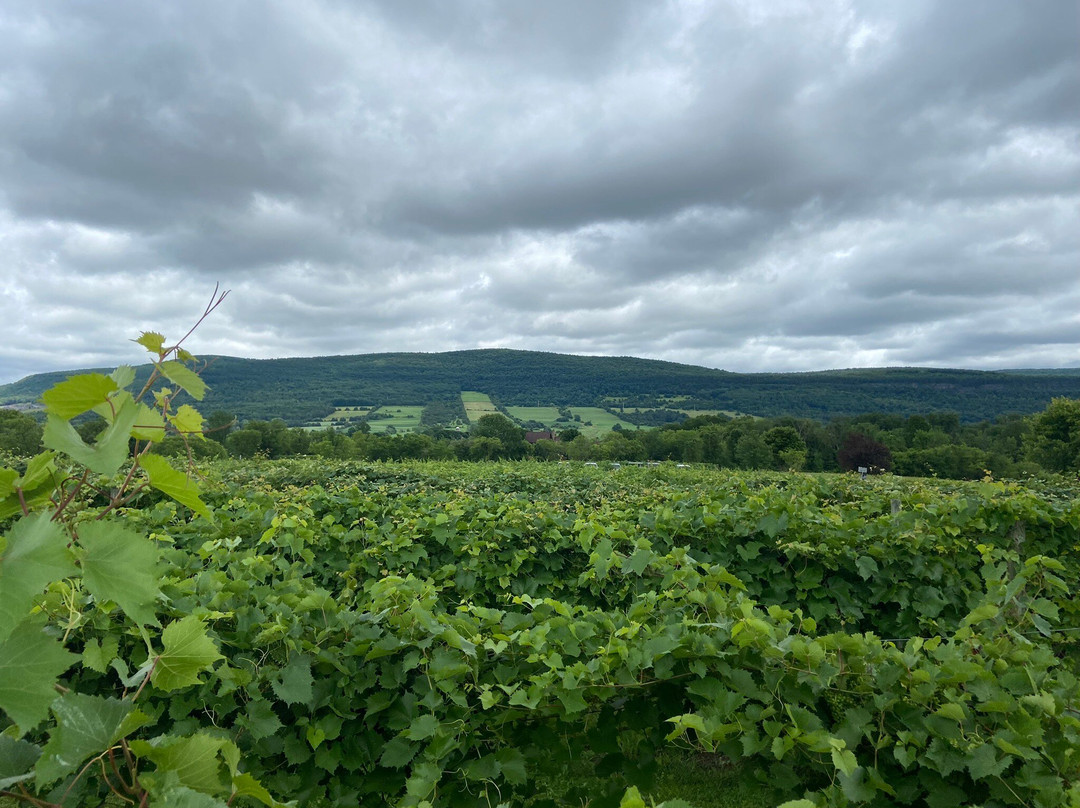 Middleburgh Winery