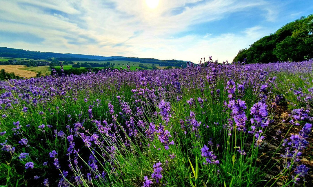 TAOASIS Lavendelfelder Fromhausen景点图片