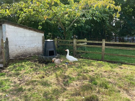 Windmill Hill City Farm-布里斯托尔必去景点
