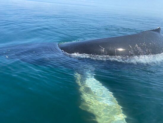 Ocean Explorations-Tiverton必去景点